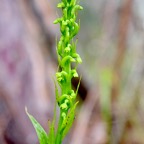 Benthamia africana (spiralis) Orchid aceae Indigène La Réunion 984.jpeg
